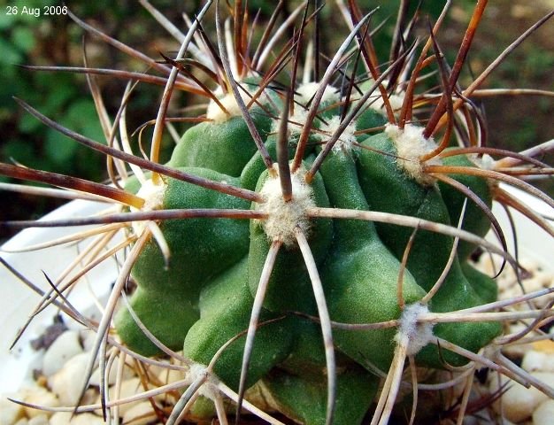 Copiapoa _coquimbana  'pseudocoquimbana' 05